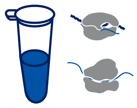 A reaction tube with transcription and translation machinery