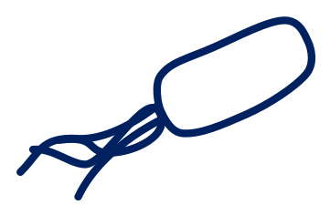 A rod-shaped microbe with a phage attached
